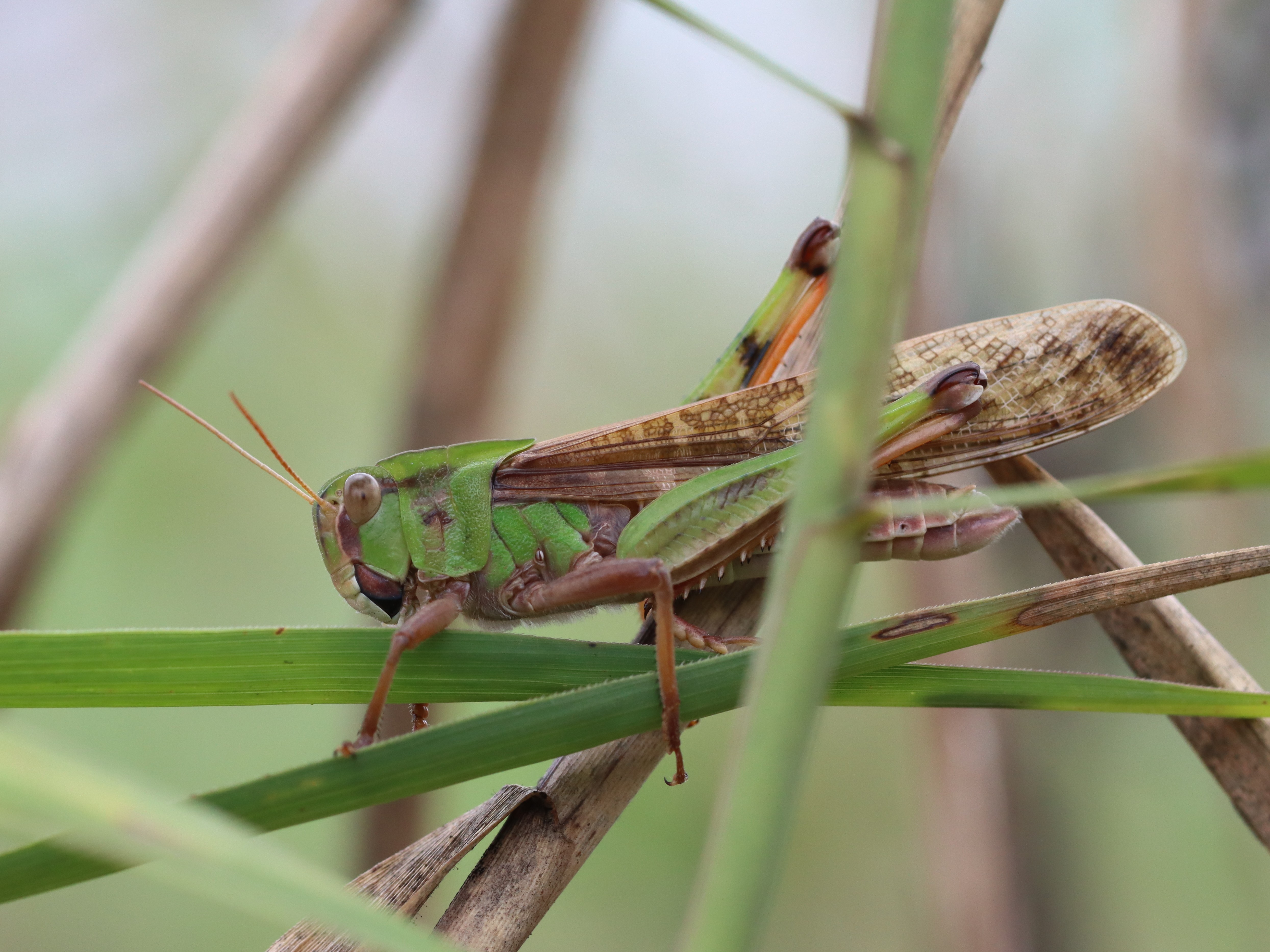 トノサマバッタ